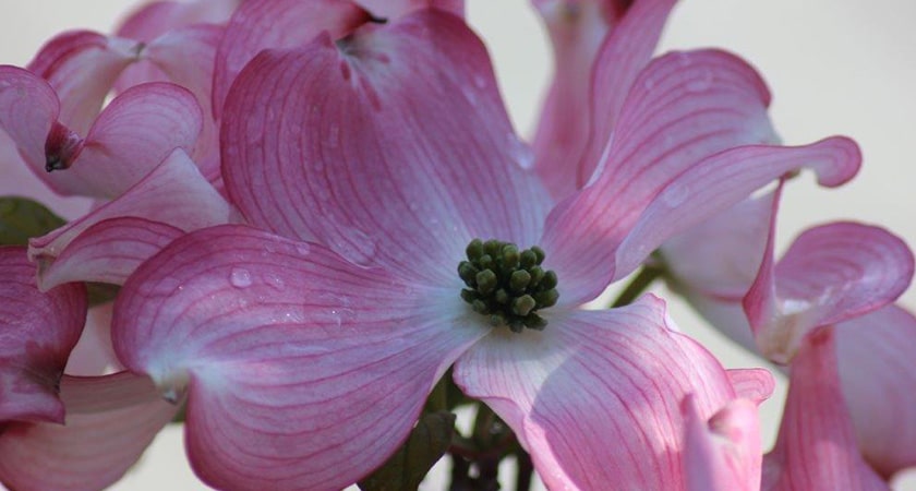 Cornus Floridad