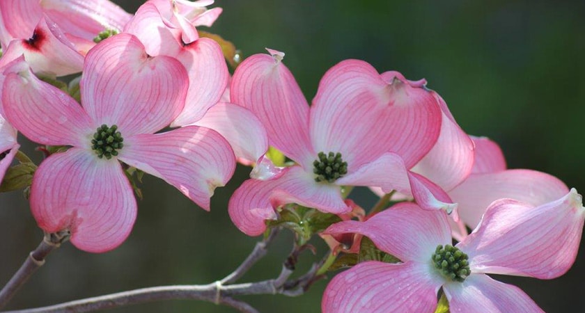 Cornus Florida